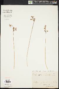 Dodecatheon meadia image