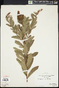 Spiraea x billardii image