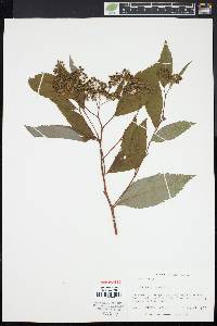 Spiraea japonica image