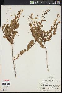 Spiraea latifolia image