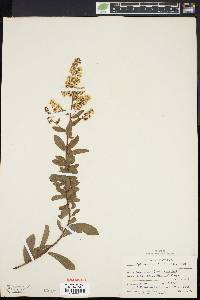 Spiraea latifolia image