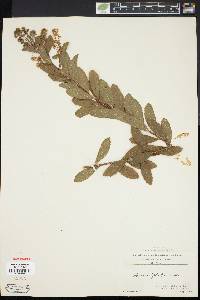 Spiraea latifolia image