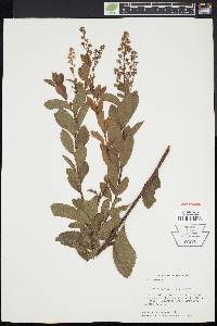 Spiraea latifolia image