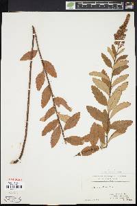Spiraea tomentosa image
