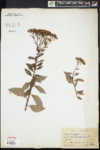 Spiraea japonica image