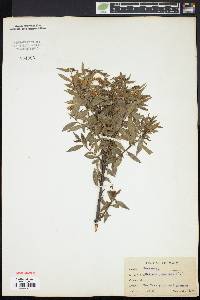 Spiraea japonica image