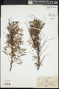 Spiraea thunbergii image