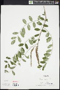 Image of Amorpha pubescens