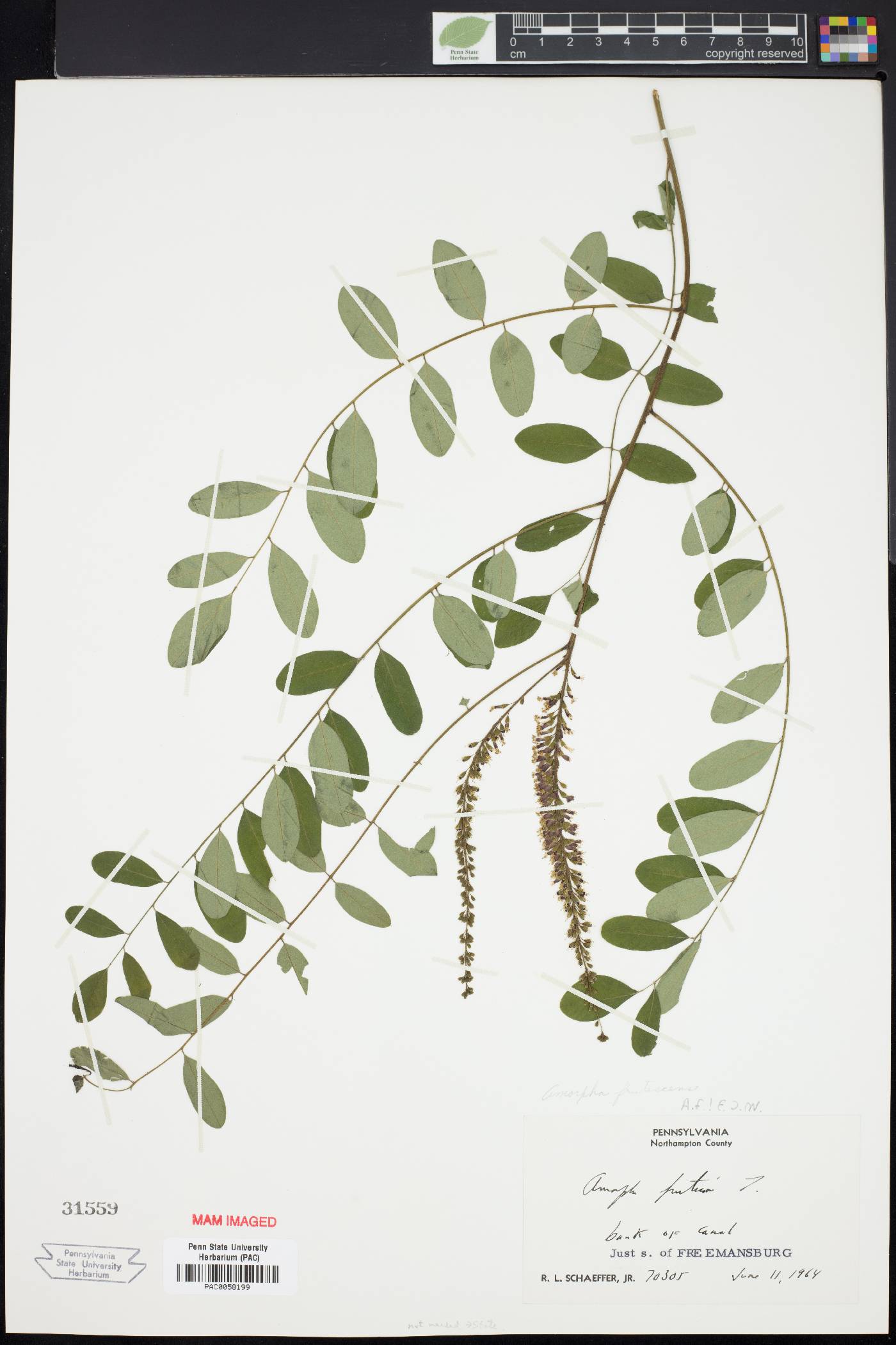 Amorpha pubescens image
