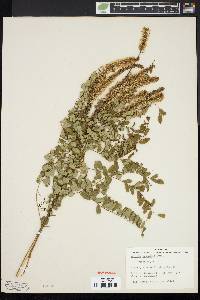 Image of Amorpha crenulata
