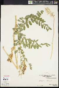 Astragalus canadensis image