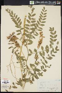 Astragalus canadensis image