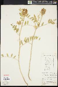 Astragalus canadensis image