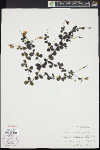 Baptisia tinctoria image
