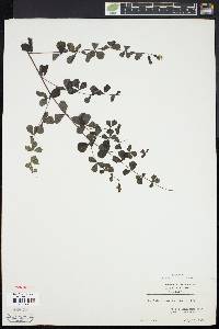 Baptisia tinctoria image