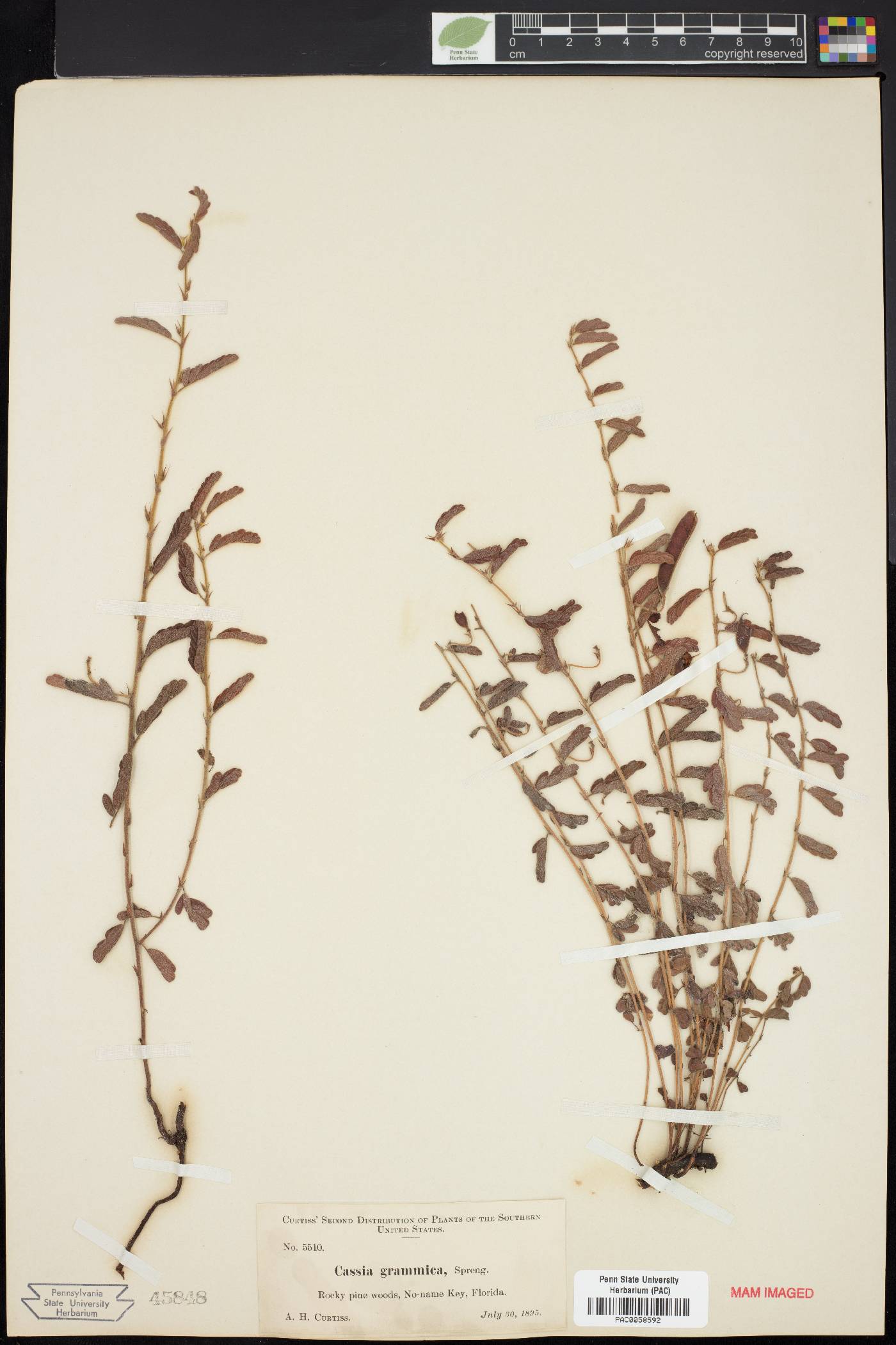 Cassia grammica image
