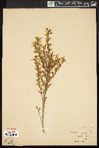 Cytisus multiflorus image