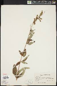 Desmodium canadense image