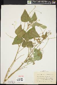 Desmodium canescens image