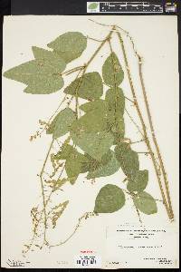 Desmodium canescens image