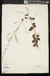 Desmodium ciliare image