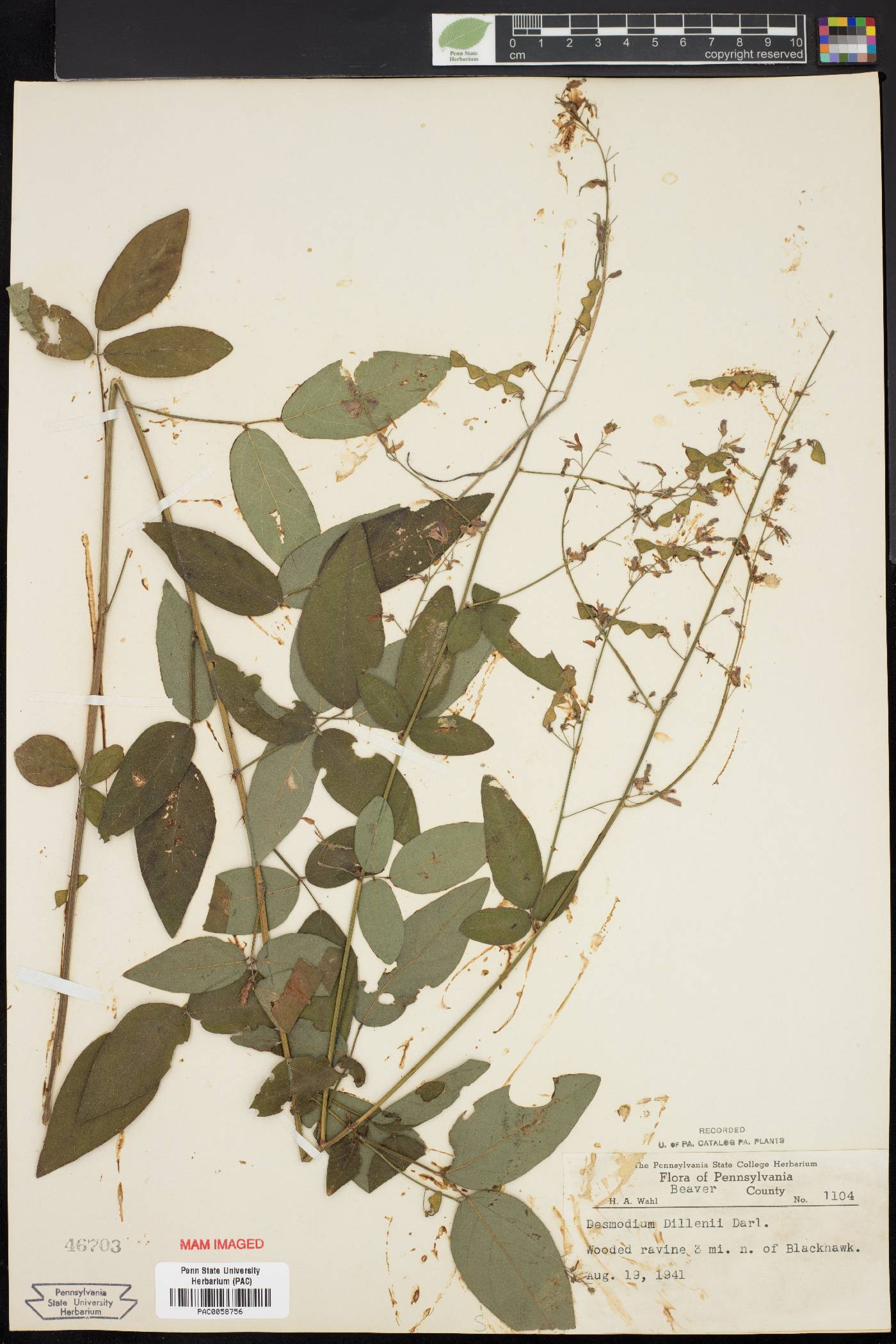 Desmodium dillenii image