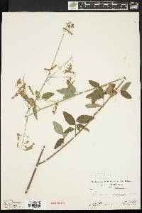 Desmodium dillenii image