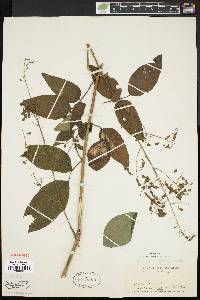 Desmodium dillenii image