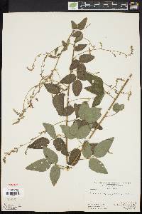 Desmodium dillenii image