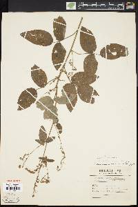 Desmodium dillenii image