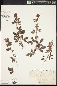 Desmodium marilandicum image