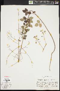 Desmodium marilandicum image