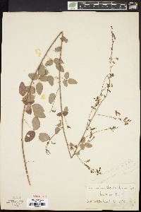 Desmodium marilandicum image