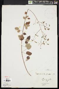 Desmodium marilandicum image