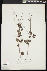 Desmodium marilandicum image