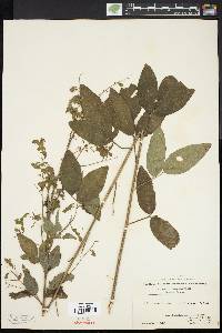 Desmodium perplexum image