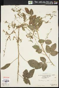 Desmodium perplexum image