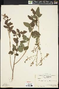 Desmodium perplexum image