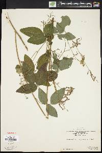 Desmodium perplexum image