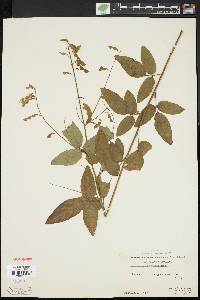 Desmodium perplexum image