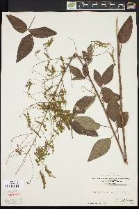 Desmodium perplexum image