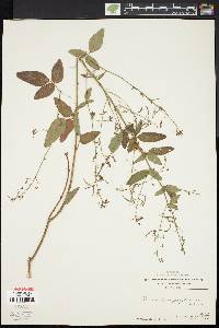 Desmodium perplexum image