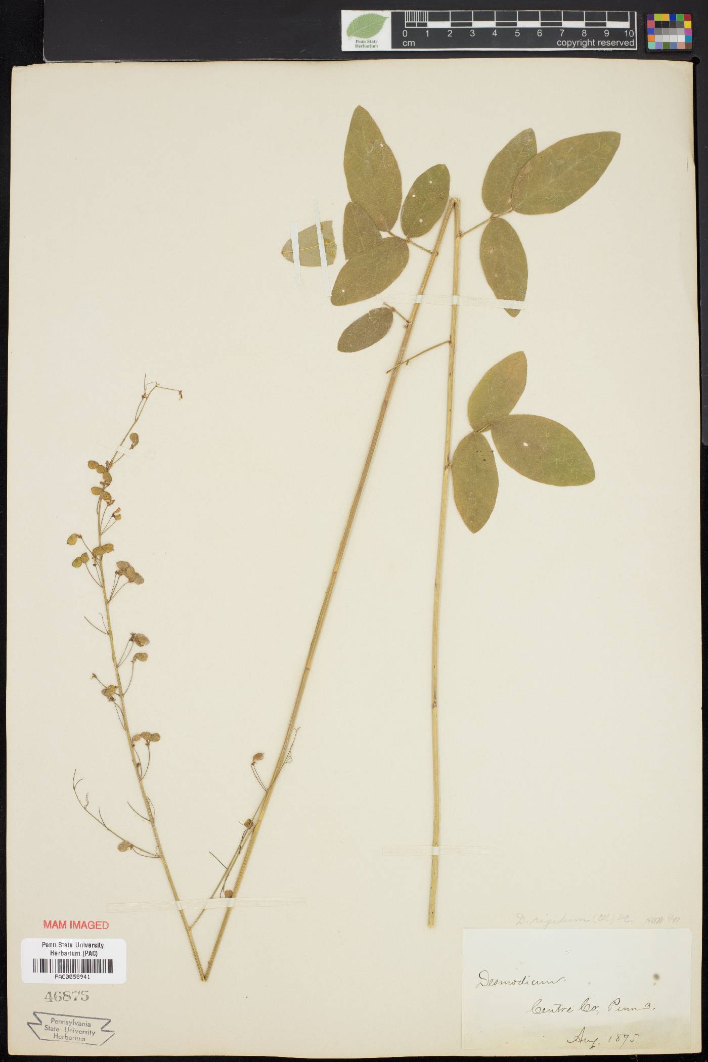 Desmodium obtusum image