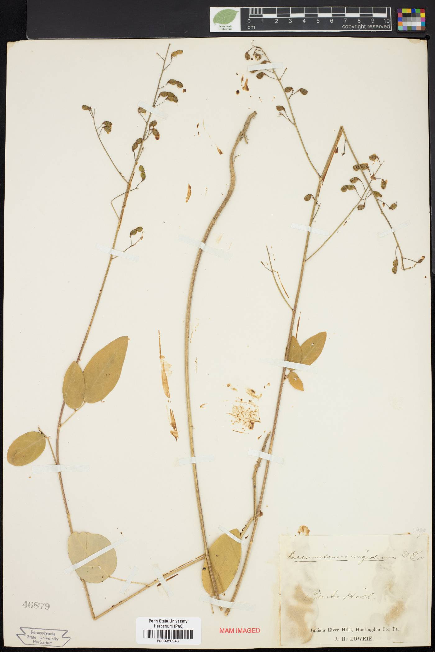 Desmodium obtusum image