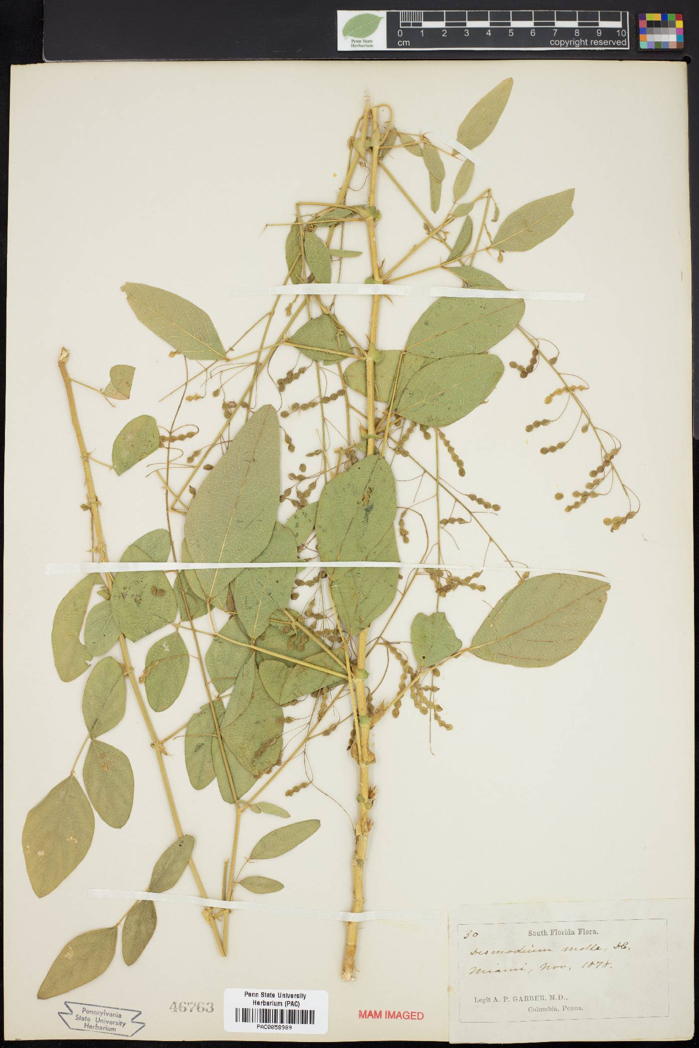 Desmodium molle image