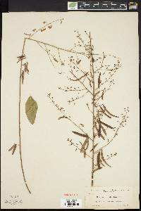 Desmodium strictum image