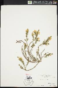 Genista pilosa image