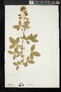 Laburnum vulgare image