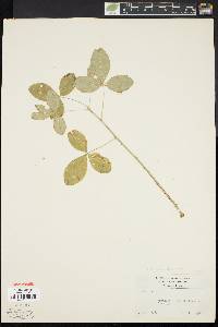 Laburnum anagyroides image