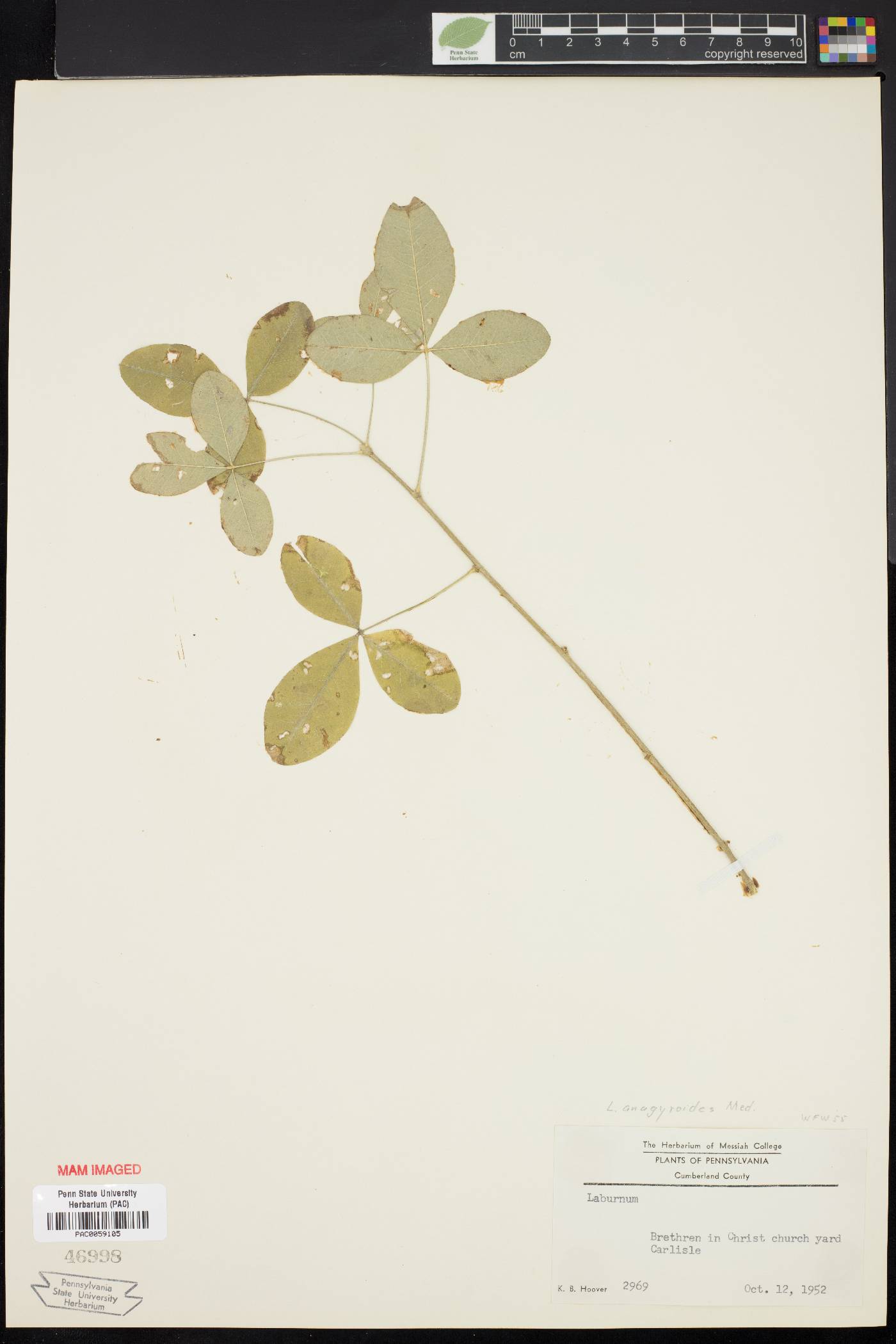 Laburnum anagyroides image